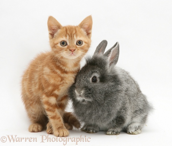 Red tabby British Shorthair kitten with baby silver Lionhead rabbit, white background