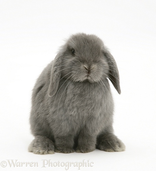 Young grey Lop rabbit, white background