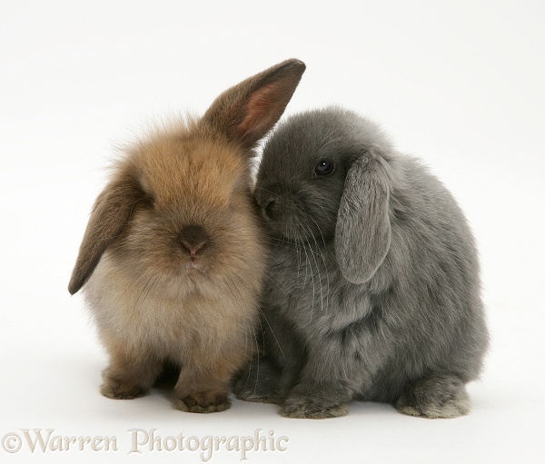 Young brown and grey Lop rabbits, white background