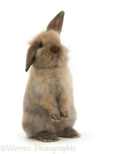Young brown Lop rabbit, white background
