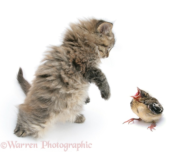 Maine Coon kitten with Chaffinch fledgling, white background