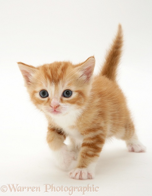 Ginger kitten walking, white background