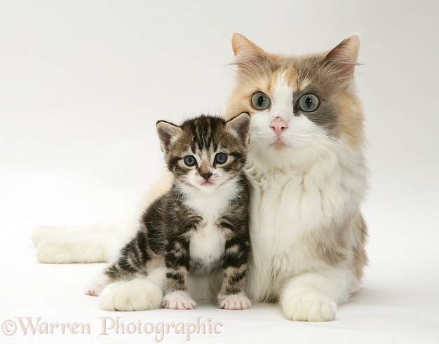 Mother cat and kitten, white background