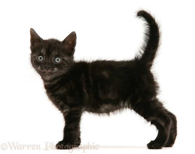 Black Smoke Spotted British Shorthair kitten, white background