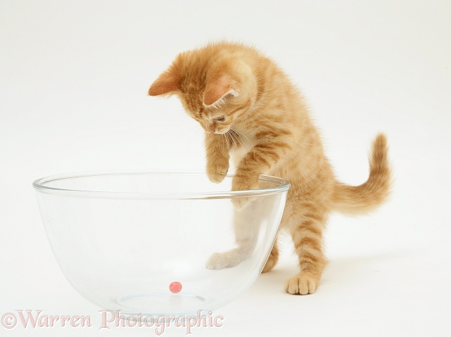 Ginger kitten playing with a marble in a glass bowl