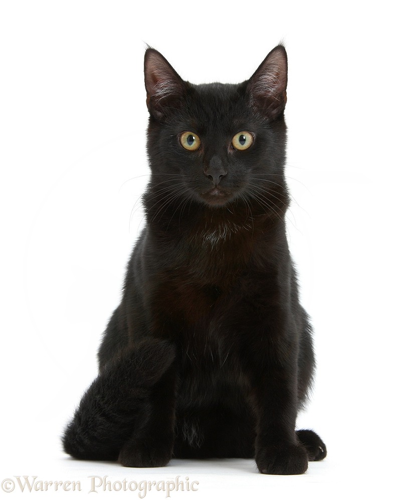 Black male cat, Joey, 6 months old, white background