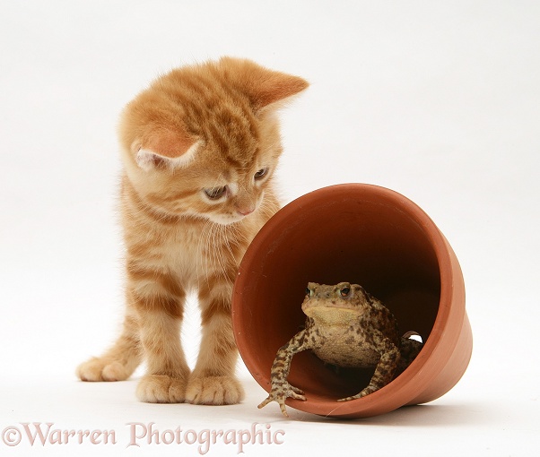 Ginger kitten inspecting a toad in a flowerpot, white background