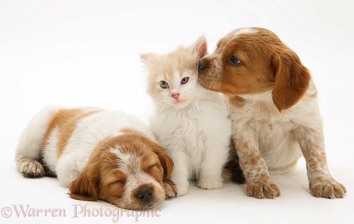 Ginger-and-white Persian-cross kitten, Thomson, with two Brittany Spaniel pups, white background