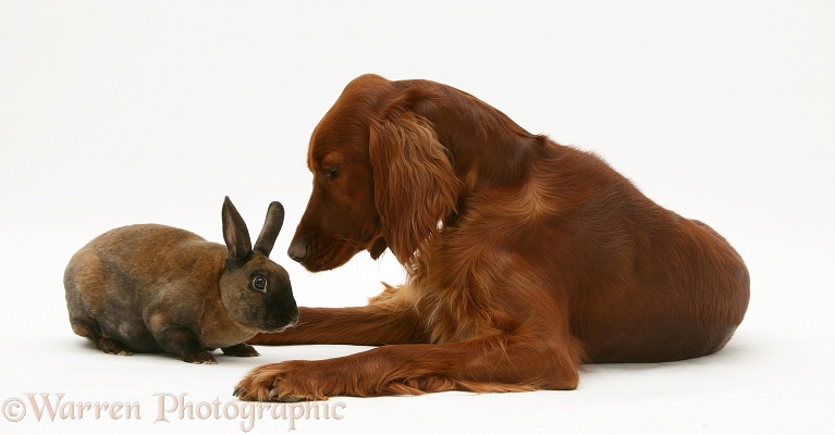 Irish Setter and sooty-fawn dwarf Rex rabbit, white background