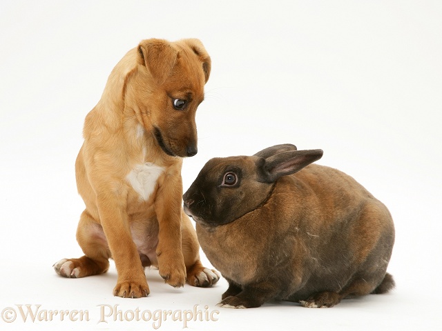 Jack Russell Terrier x Chihuahua puppy with sooty-fawn dwarf Rex rabbit, white background