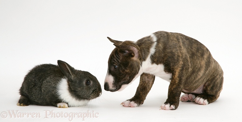 Miniature English Bull Terrier pup with baby Dutch-cross rabbit, white background