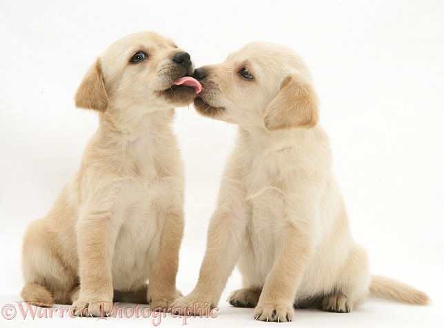 Retriever-cross pups licking noses, white background