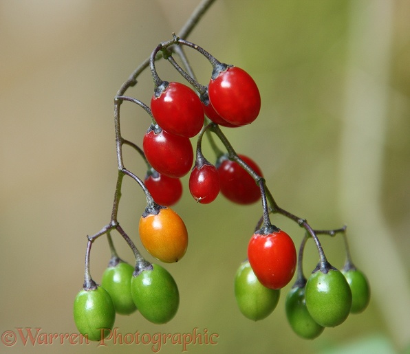 Woody Nightshade (Solanum dulcamara) berries