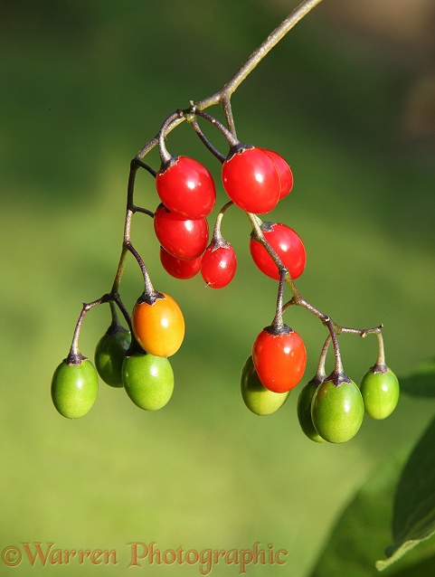 Woody Nightshade (Solanum dulcamara) berries