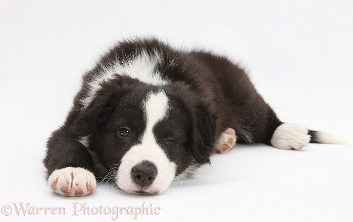 Black-and-white Border Collie pup, Gus, lying with his chin on the floor, white background