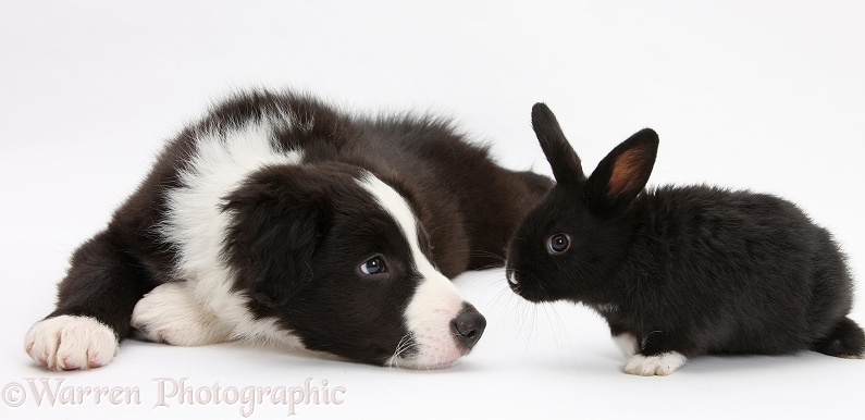 Black-and-white Border Collie pup, Gus, and baby black rabbit, white background