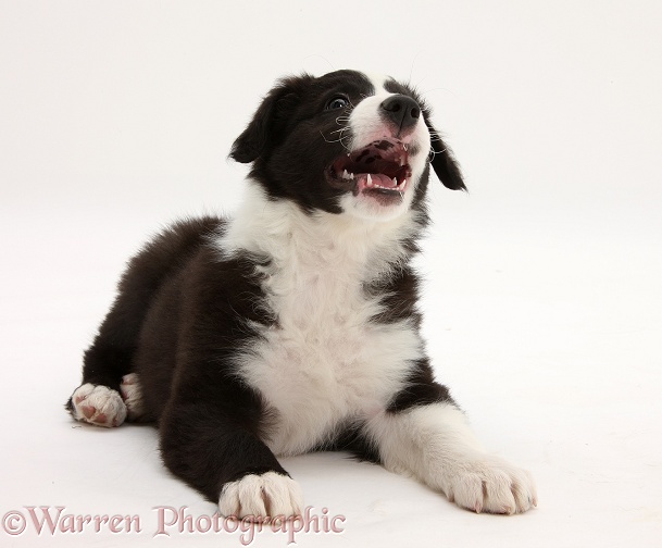 Black-and-white Border Collie pup, Gus, lying with head up and barking, white background