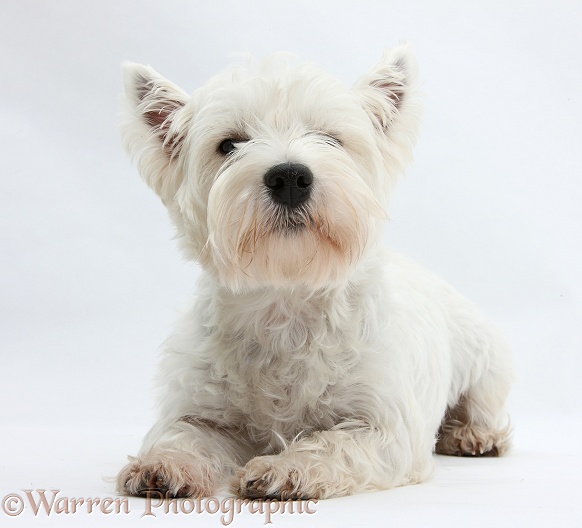 West Highland White Terrier, Betty, lying with head up, white background