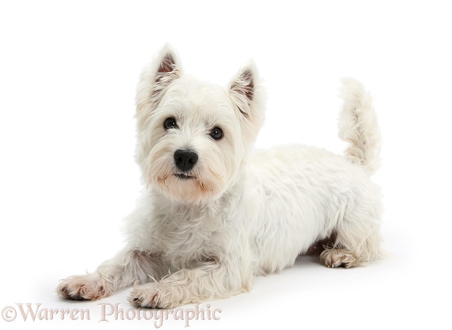 West Highland White Terrier, Betty, lying with head up, white background