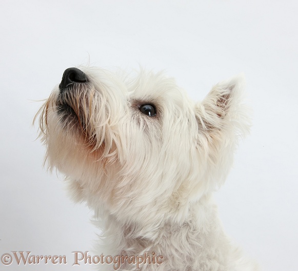 West Highland White Terrier, Betty, white background