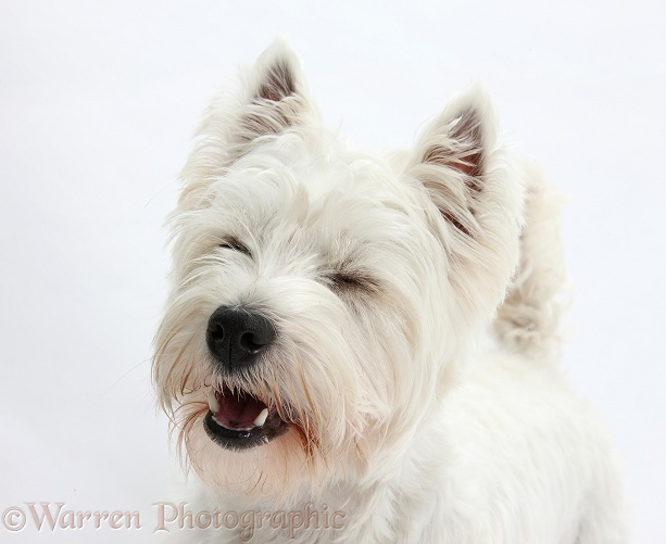 West Highland White Terrier, Betty, white background