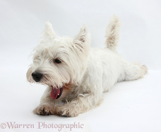 West Highland White Terrier, Betty, yawning, white background