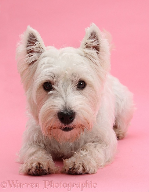 West Highland White Terrier, Betty, lying with head up, on pink background