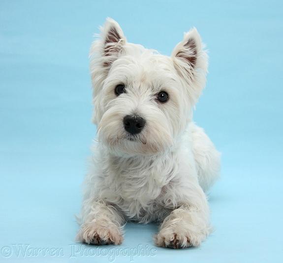 West Highland White Terrier, Betty, lying with head up on blue background