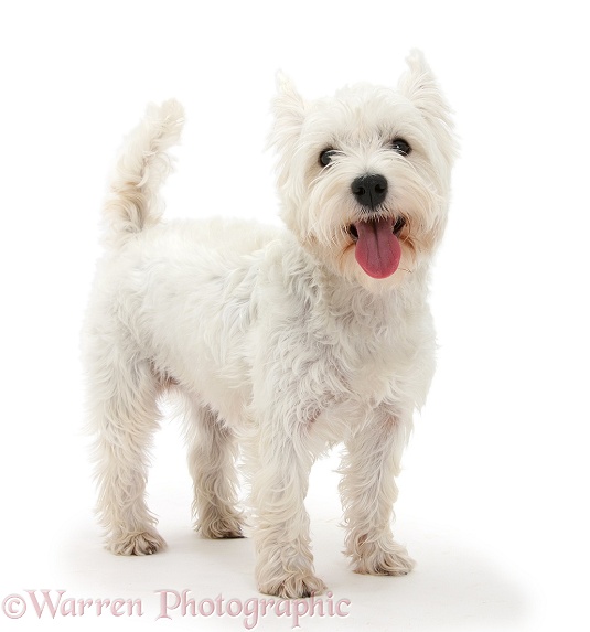 West Highland White Terrier, Betty, standing, white background