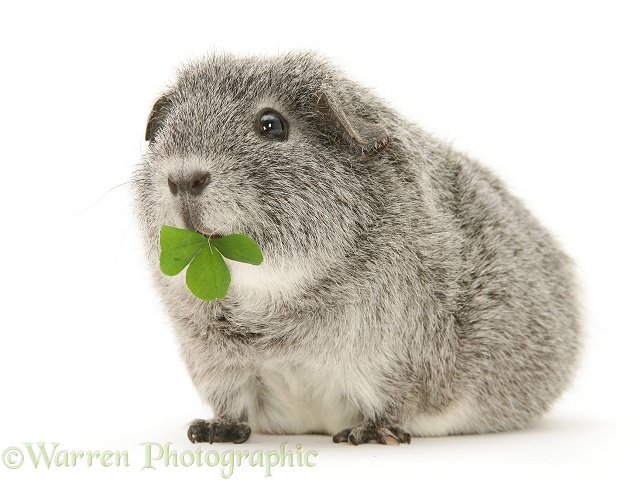 Silver Guinea pig eating a clover leaf, white background
