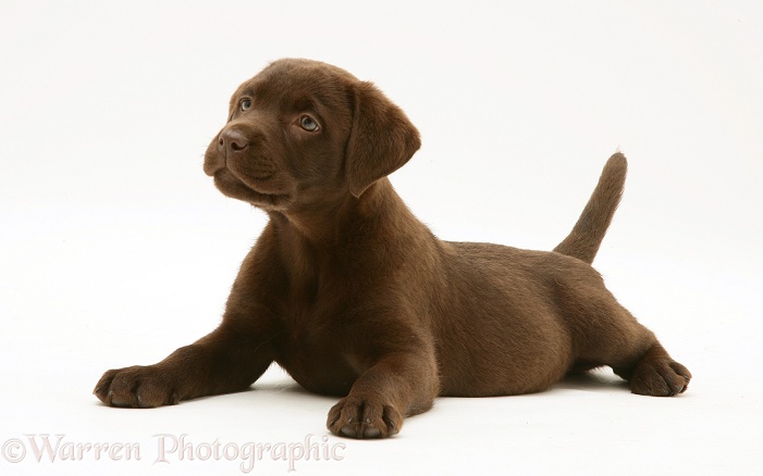 Chocolate Labrador Retriever pup, white background