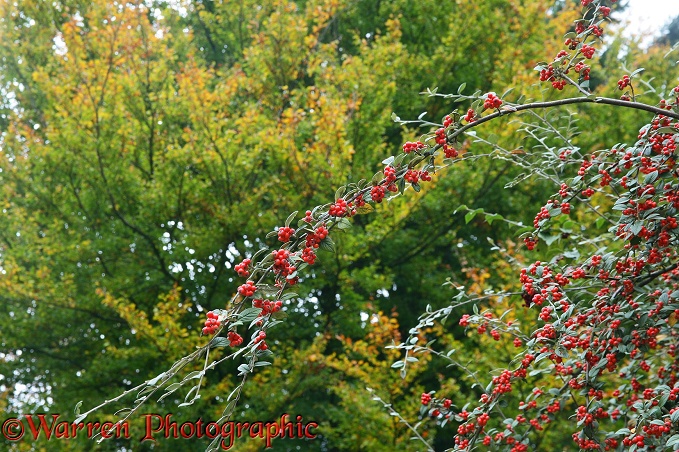 Cotoneaster (Cotoneaster franchettii) berries in October