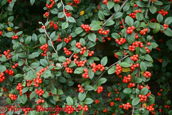 Cotoneaster (Cotoneaster franchettii) berries in October