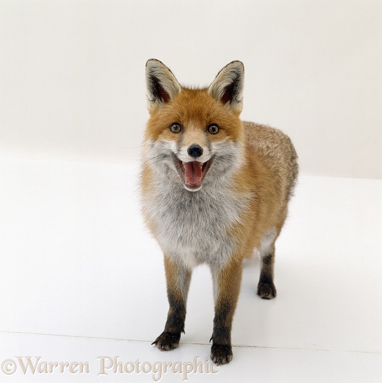 Red fox (Vulpes vulpes) vixen panting, white background