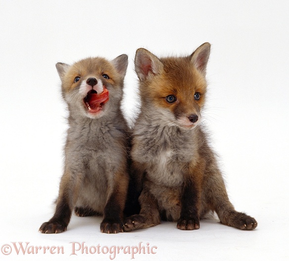Red Fox (Vulpes vulpes) cubs, 7 weeks old, one licking its lips, white background