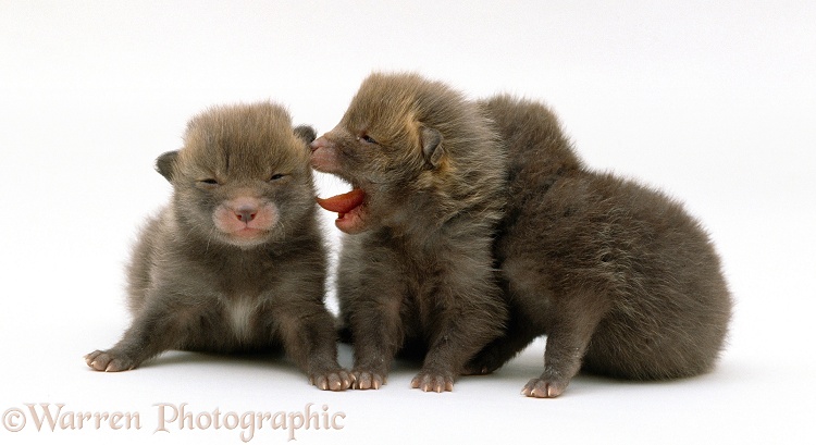 Three orphan Red Fox (Vulpes vulpes) cubs 10 days old, white background