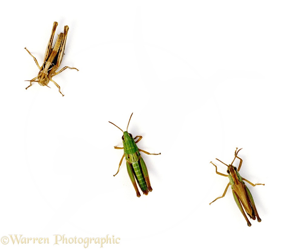 Three Meadow grasshoppers (Chorthippus parallelus) showing colour variations, white background