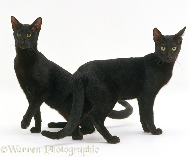 Two black Oriental cats, white background