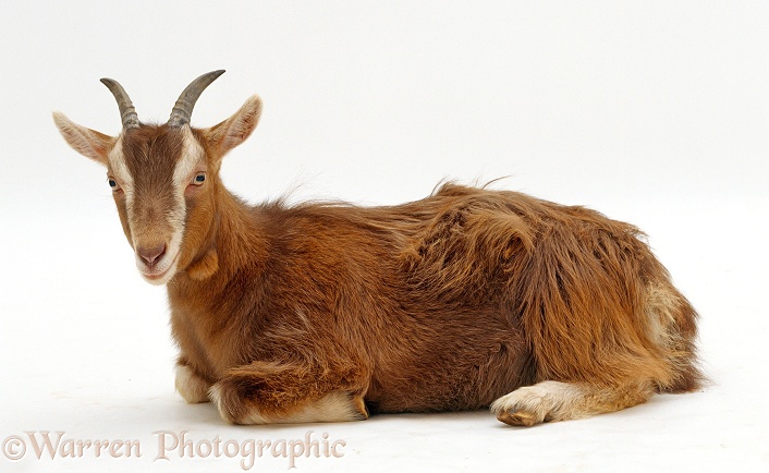 Domestic goat lying down, white background
