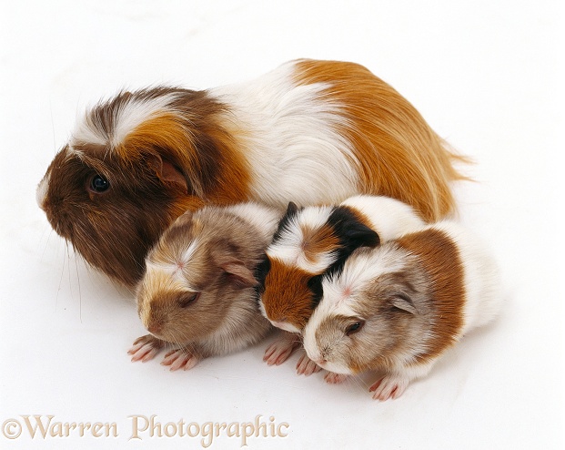 Female crested Guinea pig with three babies, 1 day old, white background