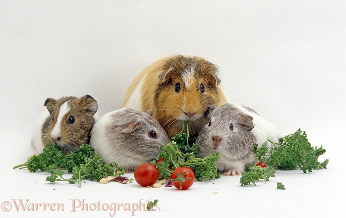 Female shorthair cream-tricolour Guinea pig with three three-weeks-old babies feeding on parsley and tomatoes, white background