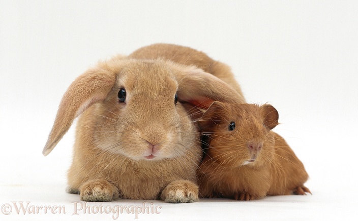 Young sandy lop-eared rabbit with young red Guinea pig, white background