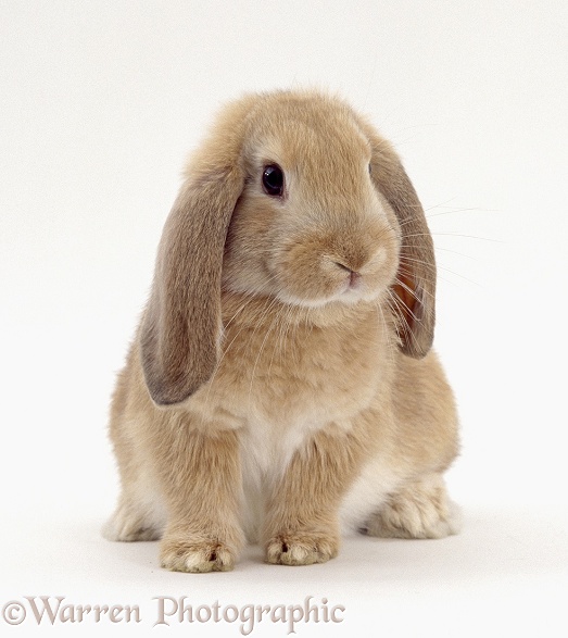 Young sandy lop rabbit, 9 weeks old, with long drooping ears, white background
