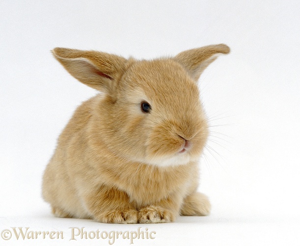 Baby sandy lop-eared rabbit, white background