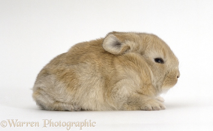 Baby sandy lop-eared rabbit, 3 weeks old, white background