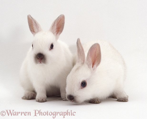 Two Seal colour-point Netherlands dwarf rabbits, 6weeks old, white background