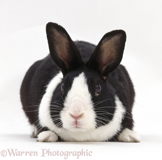 Young black Dutch male rabbit, white background