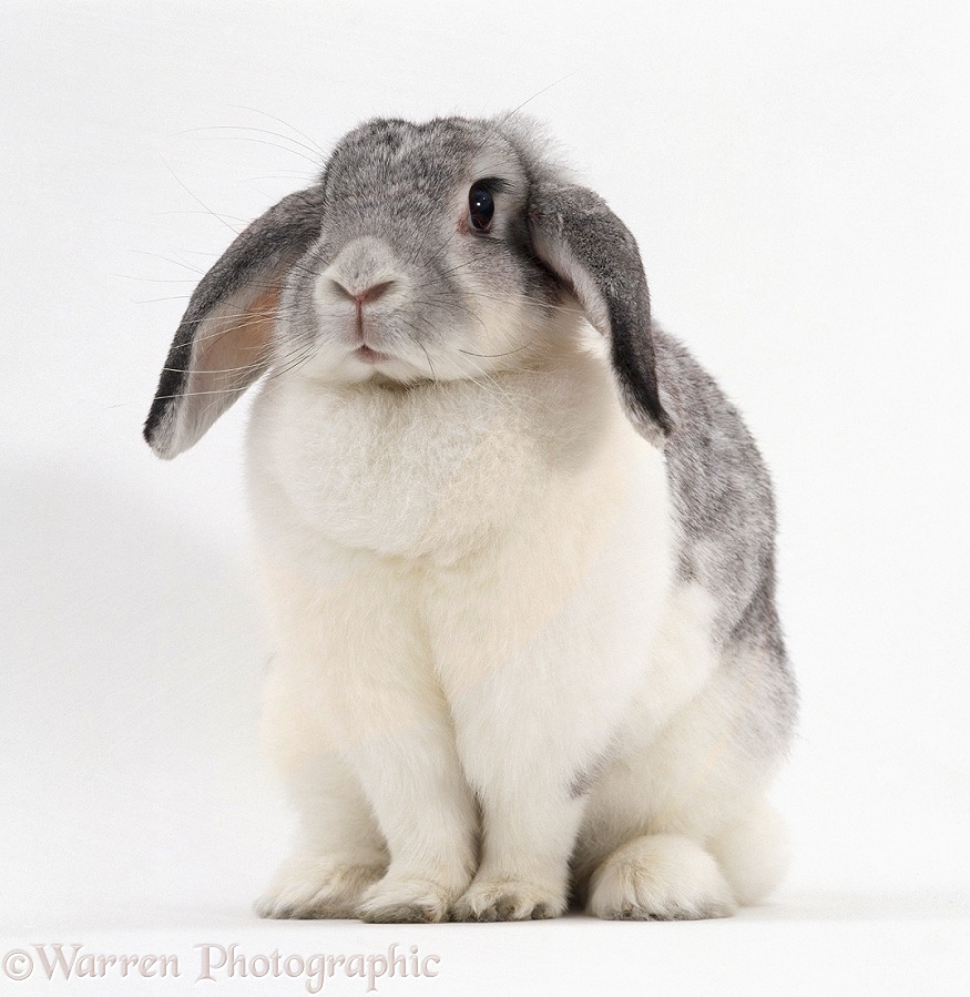 Female Silver-and-white French lop-eared rabbit, white background