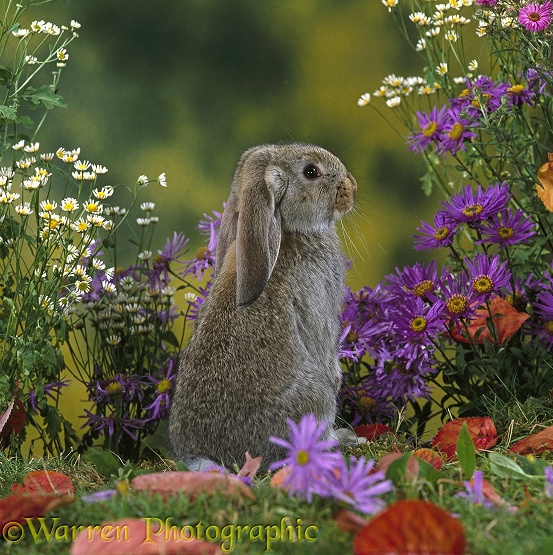 Agouti French lop-eared rabbit amongst colourful flowers