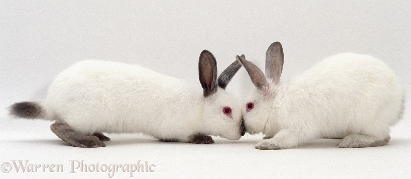 Pair of young Himalayan rabbits nuzzling noses in greeting, white background